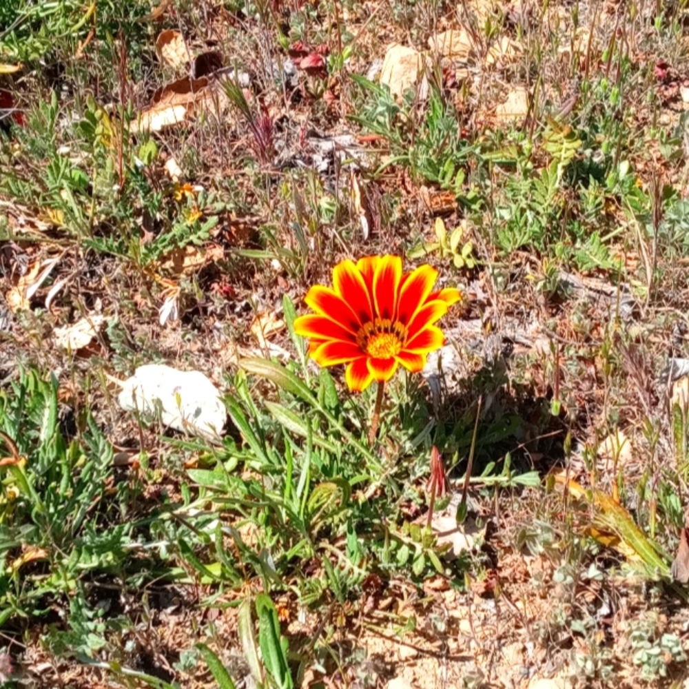 Meet your Posher, Jazz